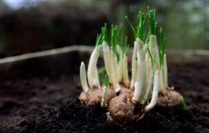 球根の中には花が秘められ